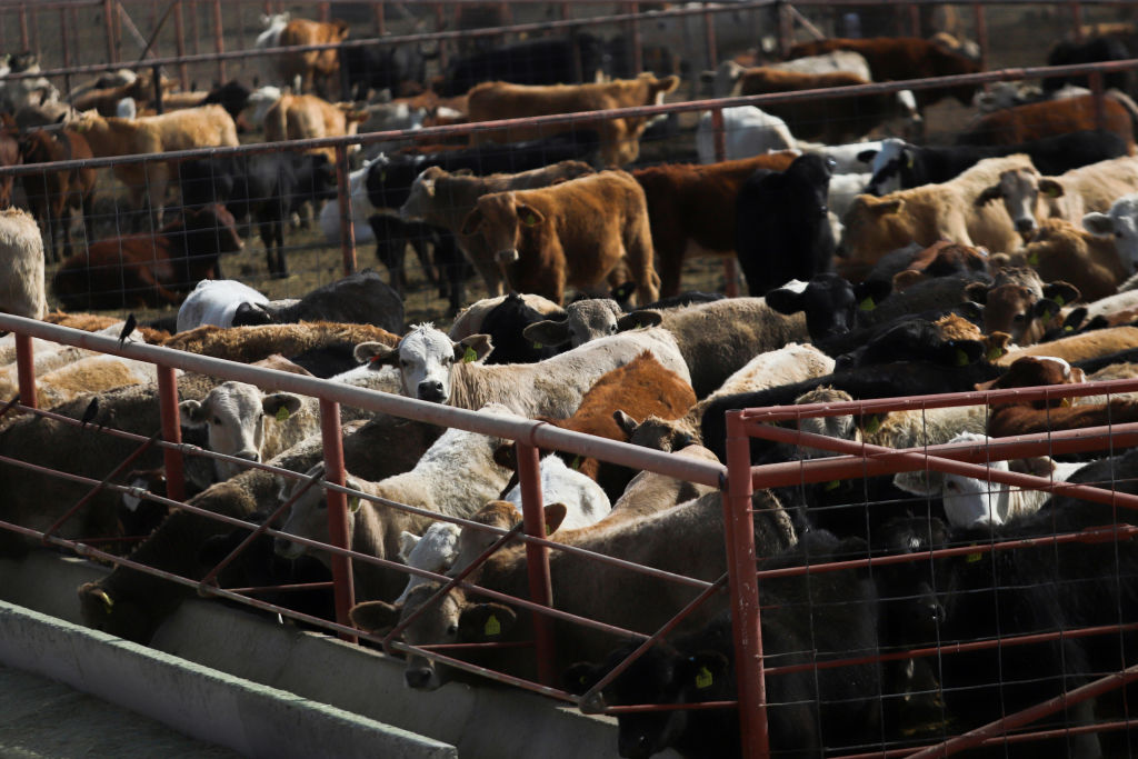 Cattle penned in Mexico