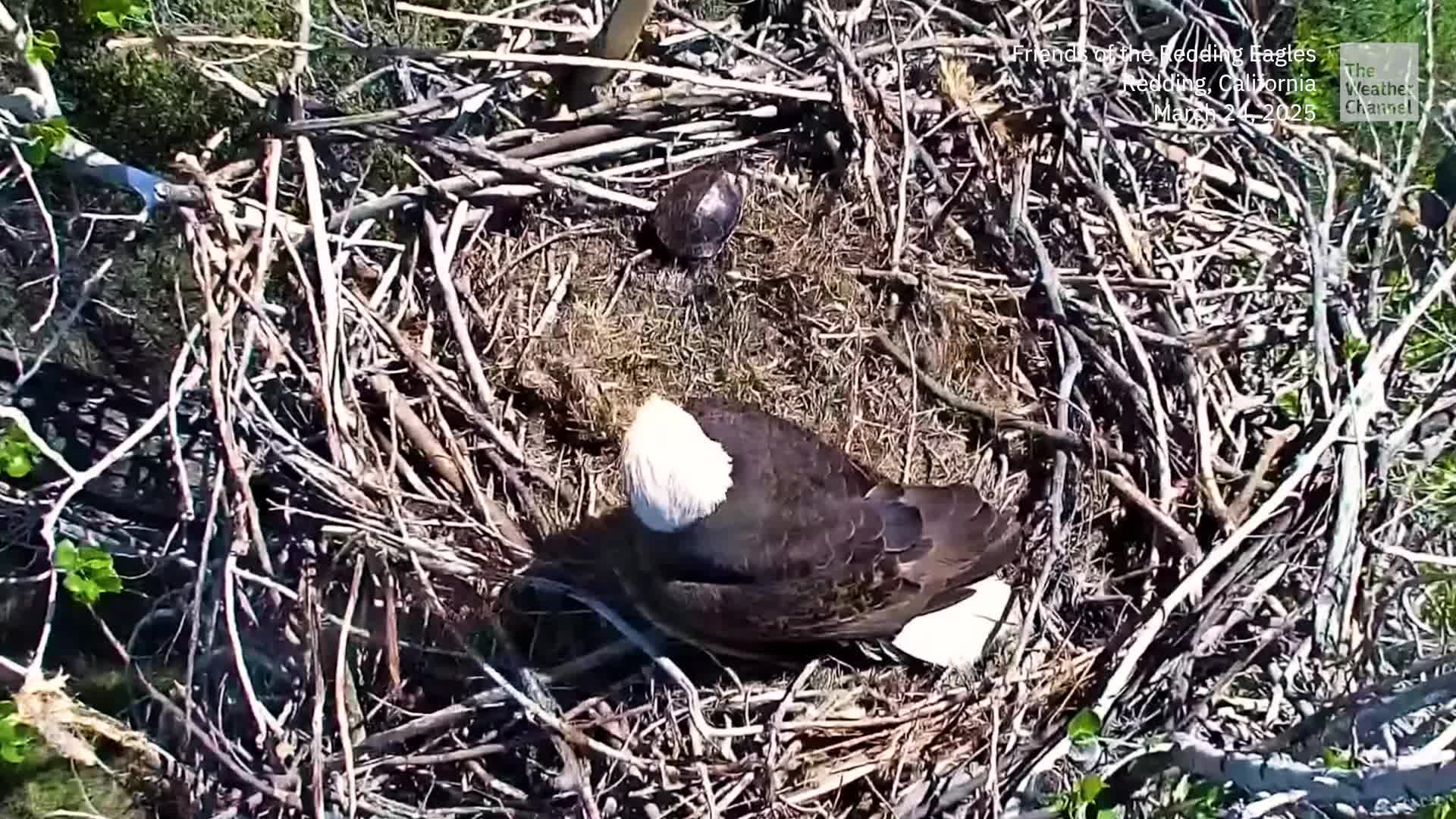 Caught On Camera: Turtle Escapes Clutches Of An Eagle&rsquo;s Nest