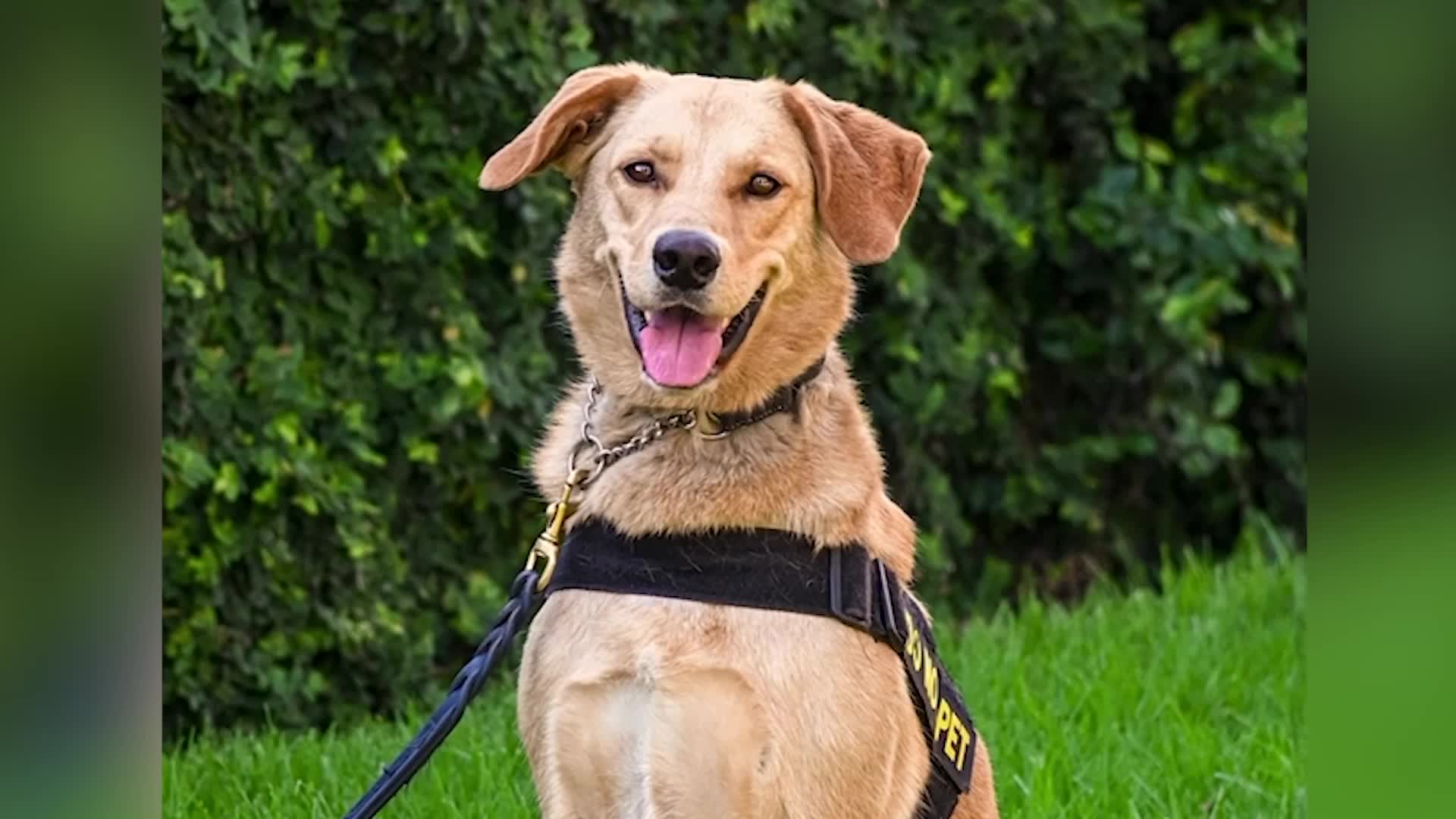 Check Out The New TSA Canine Calendar Models
