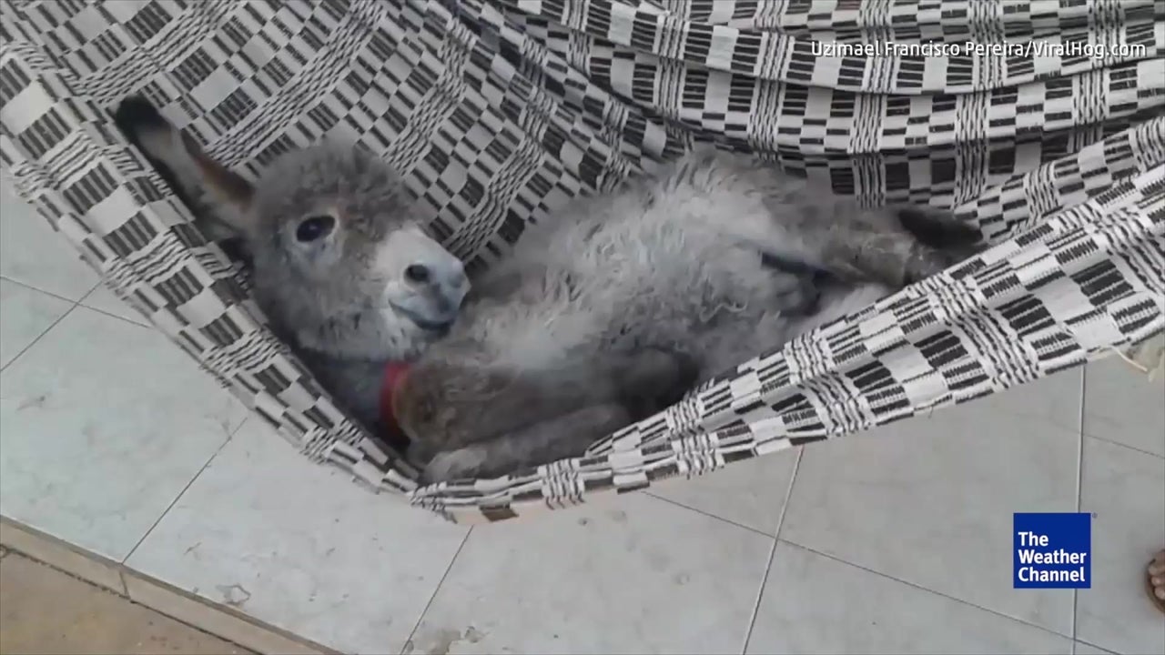 Check Out This Lazy Donkey 