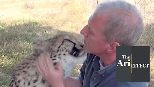Cheetah and His Human Reunite, Melt Our Hearts