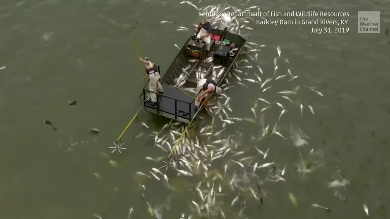Chicago’s Pollution May Block Carp Invasion, Study Says