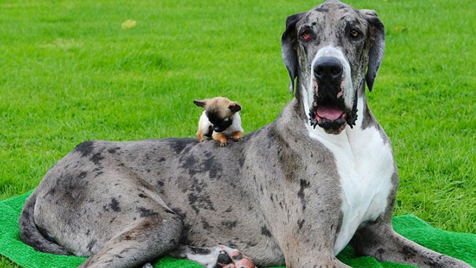 Chihuahua Meets Great Dane