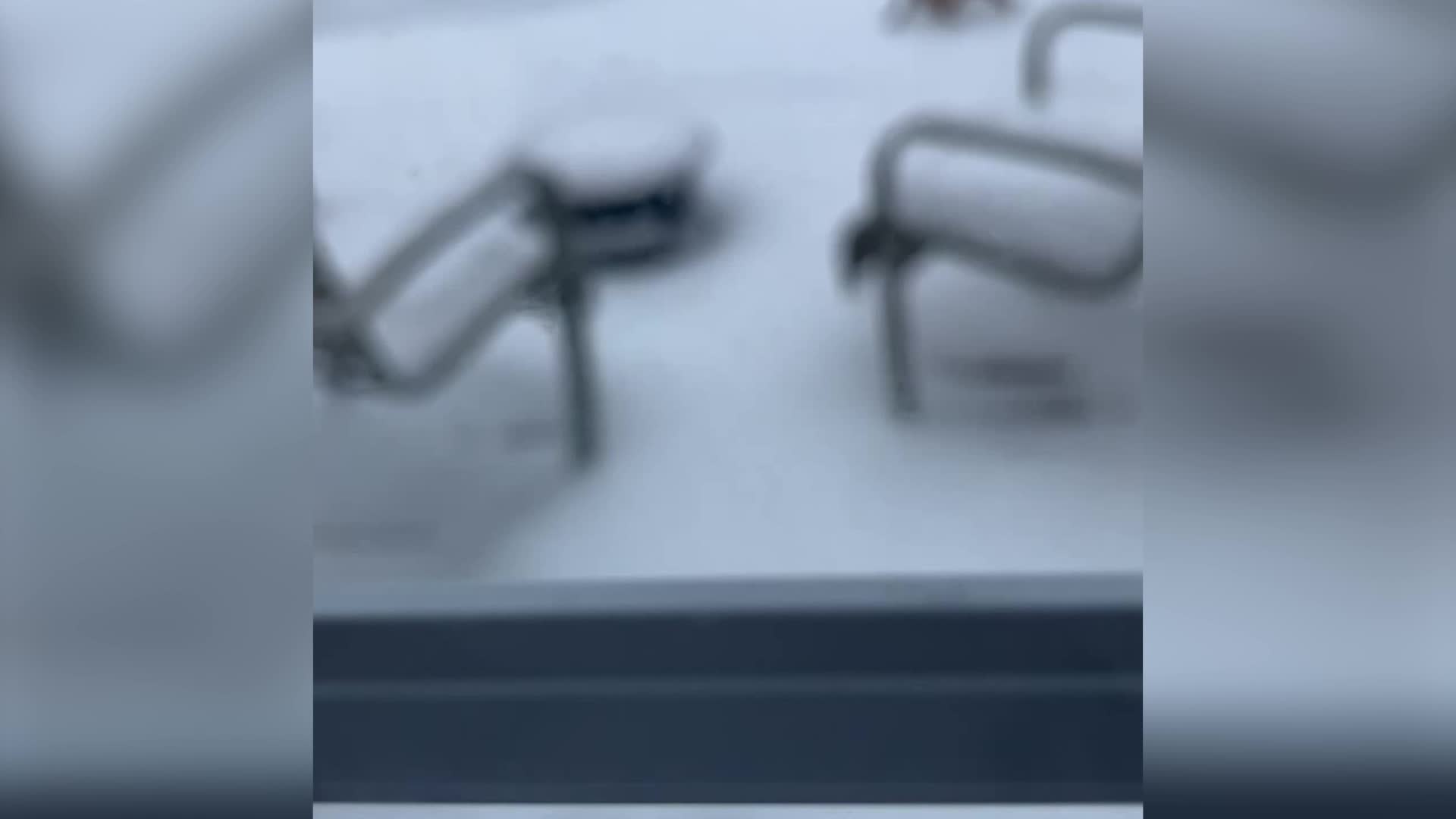 Chihuahua Struggles In Quebec Ice Storm
