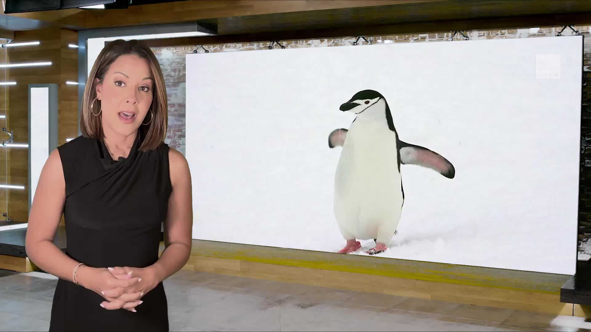 Chinstrap Penguins Take 10,000 Naps, 4 Seconds Each