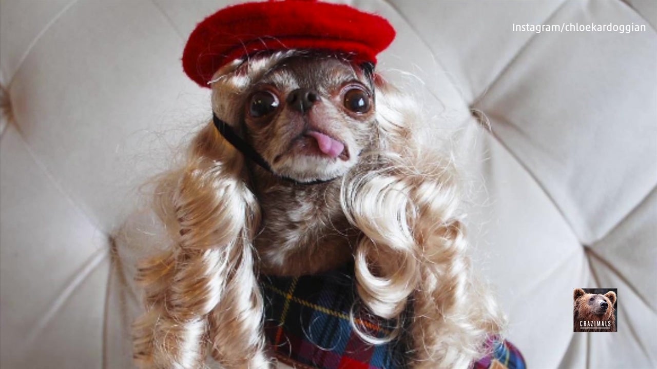 Chloe Kardoggian has Huge Following