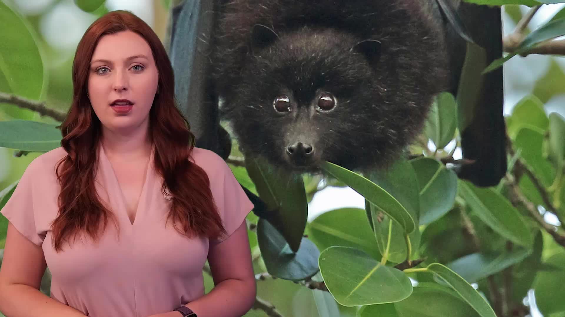 Chonky But Vulnerable: Christmas Island Flying Fox