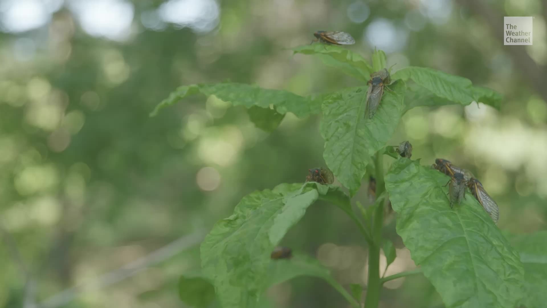 Cicadas Are Coming Back For 2025