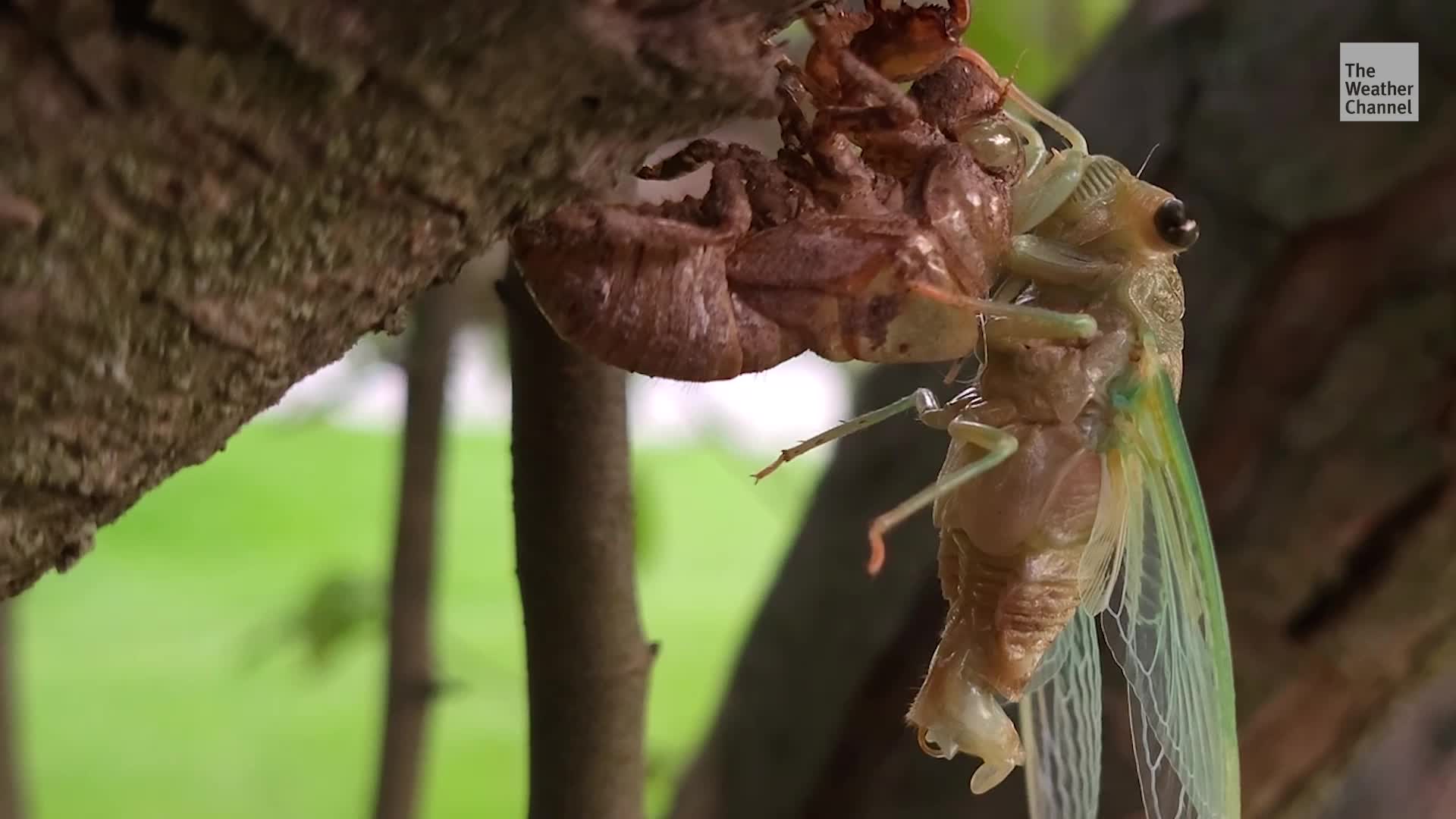 Cicadas May Leave Itchy Pests In Their Wake
