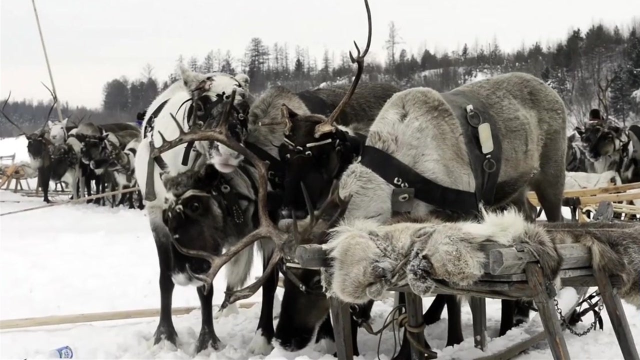 Climate Change Blamed in Reindeer Mass Starvation