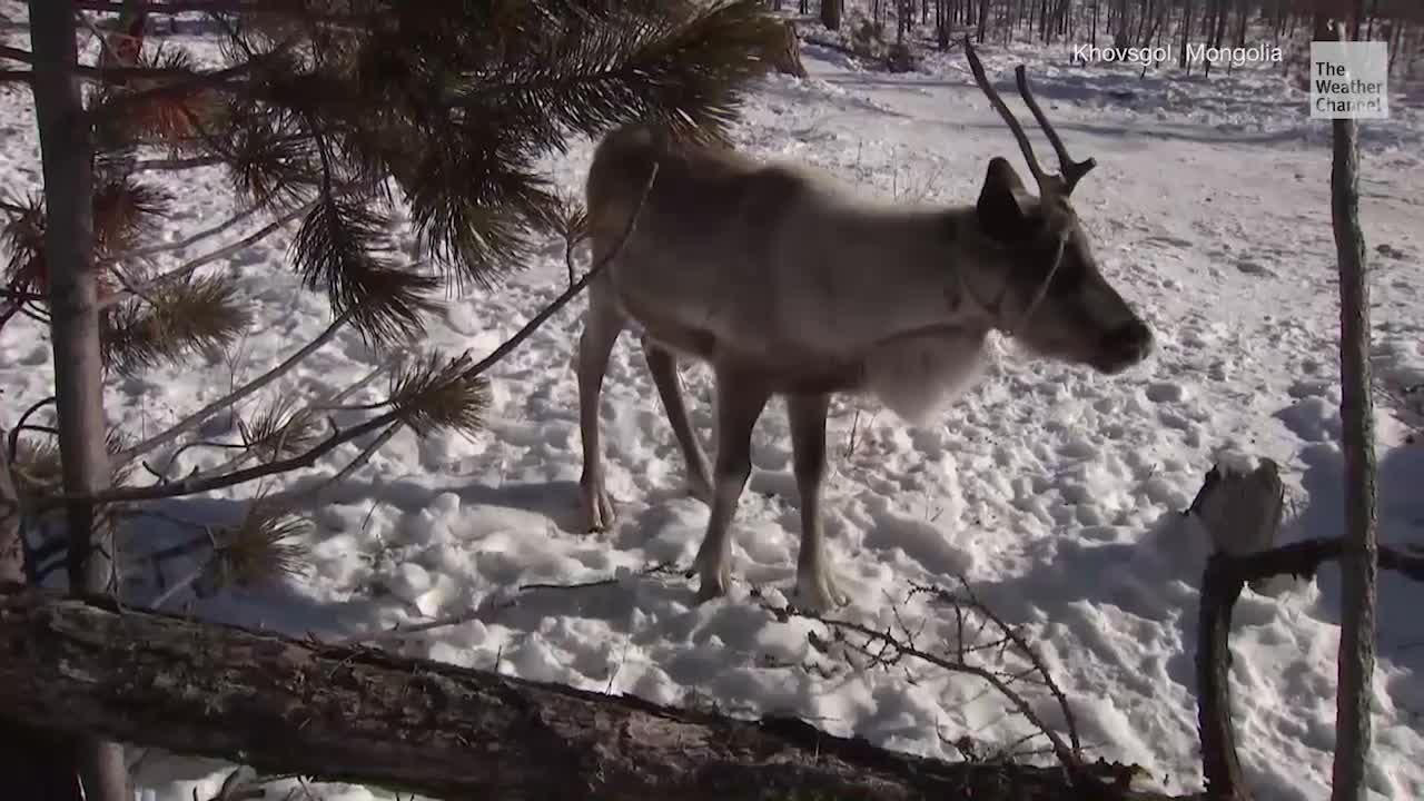 Climate Change Could Hit Reindeer Herders in Mongolia Hard
