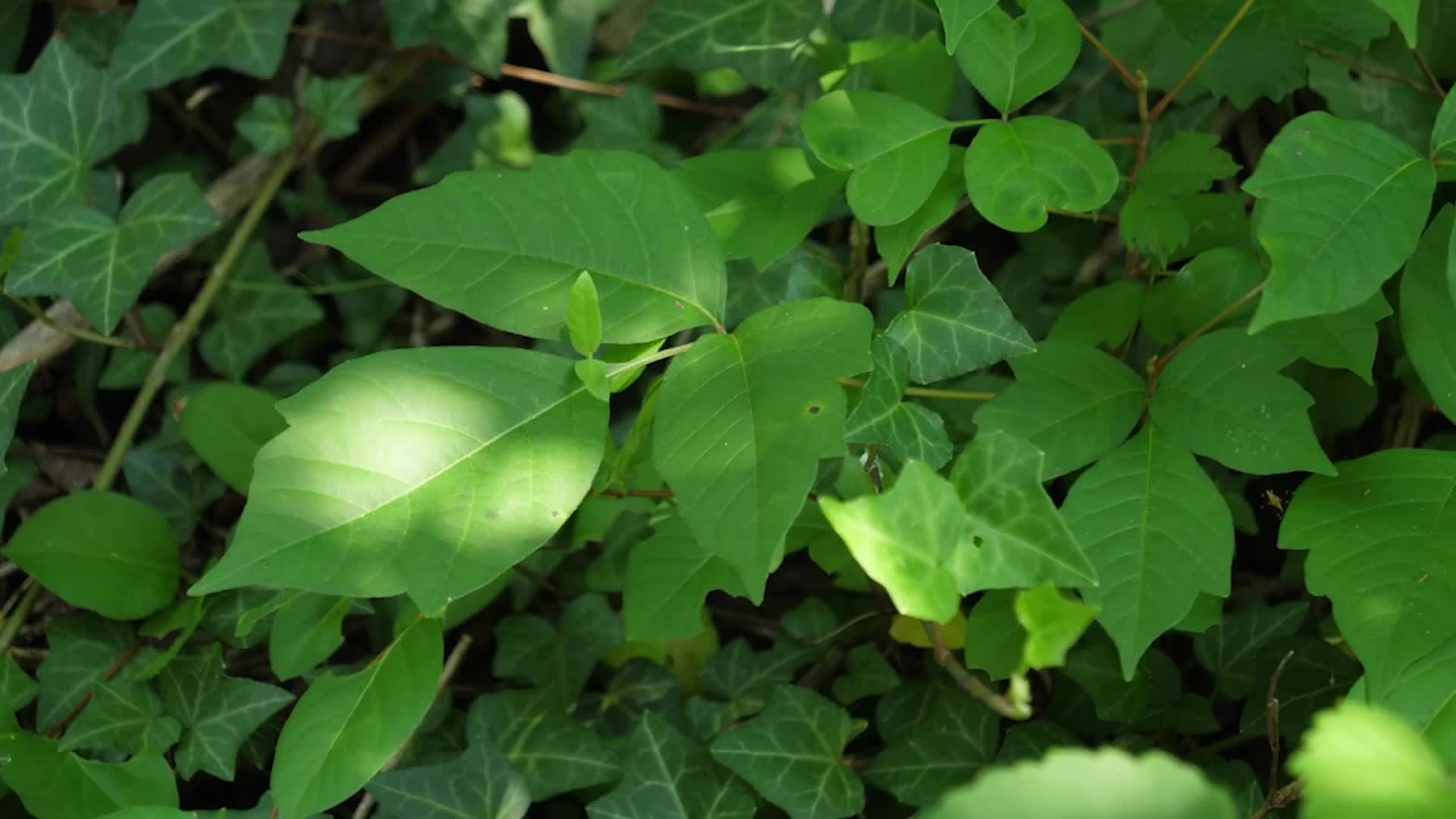 Climate Change Could Make Bigger, Itchier Poison Ivy