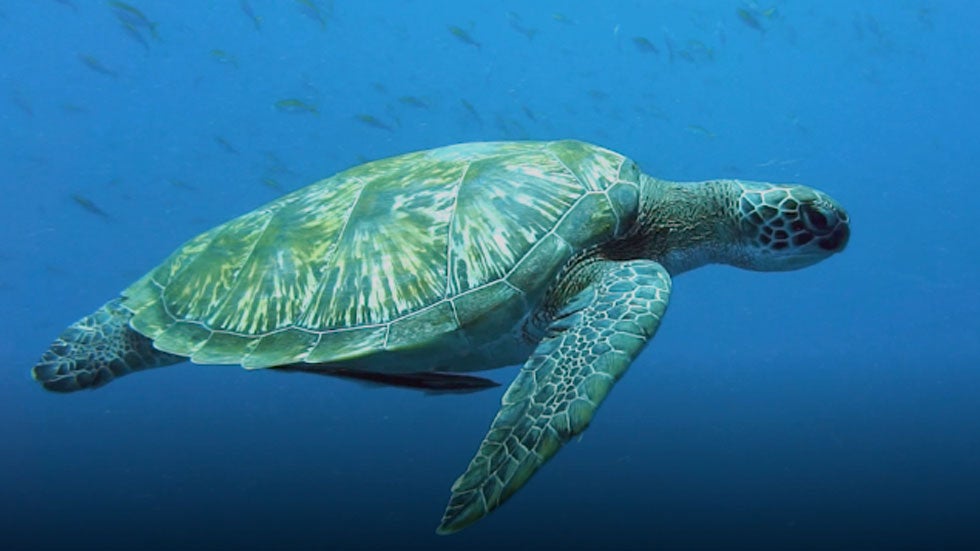 Climate Change Could Turn Most Sea Turtles Female