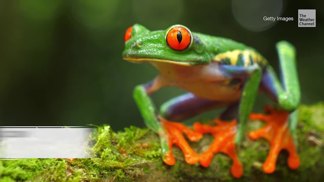 Climate Change Could Wipe Out One-Third of Species by 2070