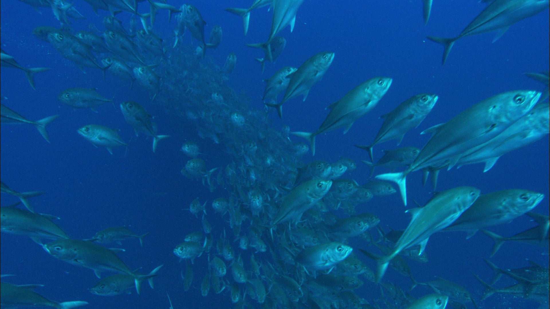 Climate Change is Causing Disputes Over Fish
