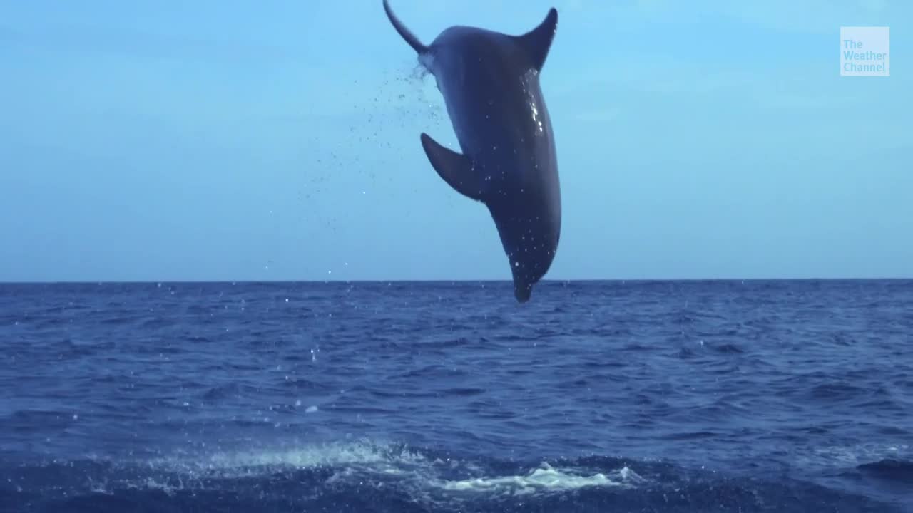 Climate Change Killing Dolphins, Scientists Say