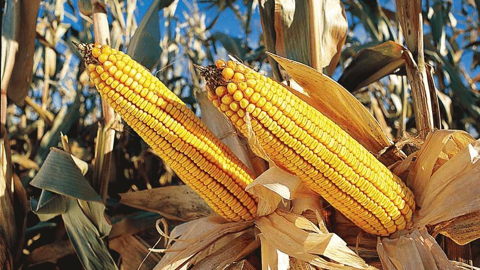 Climate Change Threatens World’s Major Crops