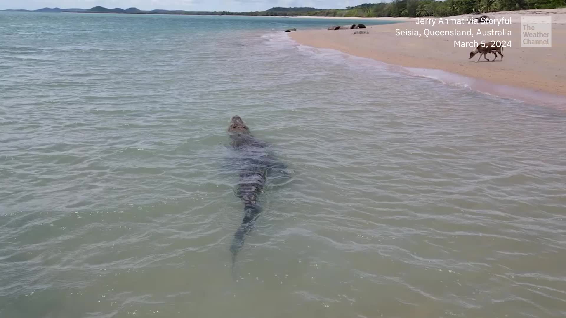Close Call: Huge Croc Stalks Unaware Dog