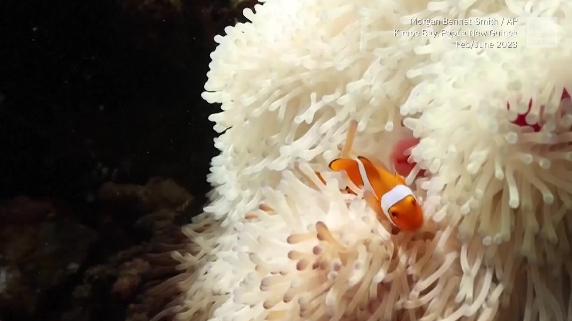 Clownfish Surprise Scientists By Shrinking During Heat Wave