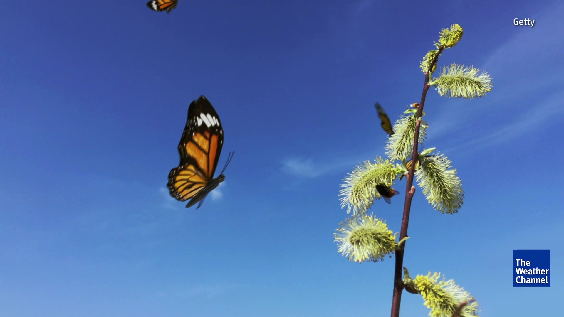 CO2 Levels Threaten Monarch Butterflies