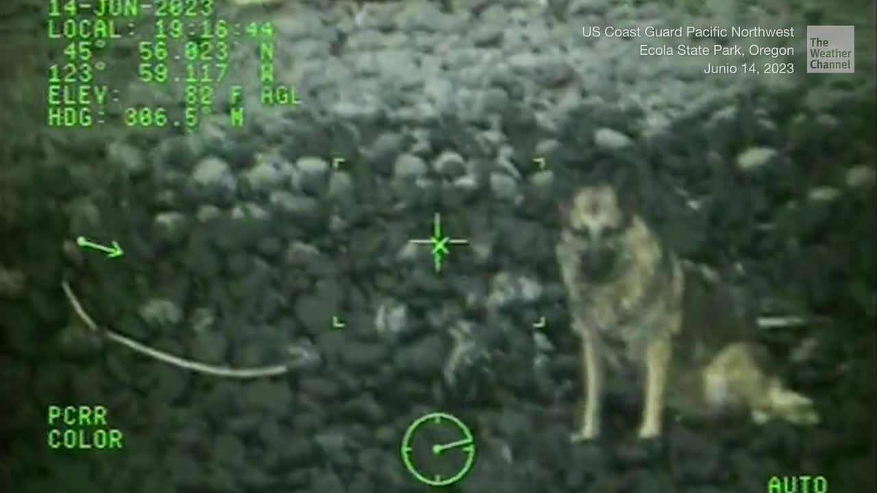 Coast Guard Rescues German Shepherd That Fell Off Cliff