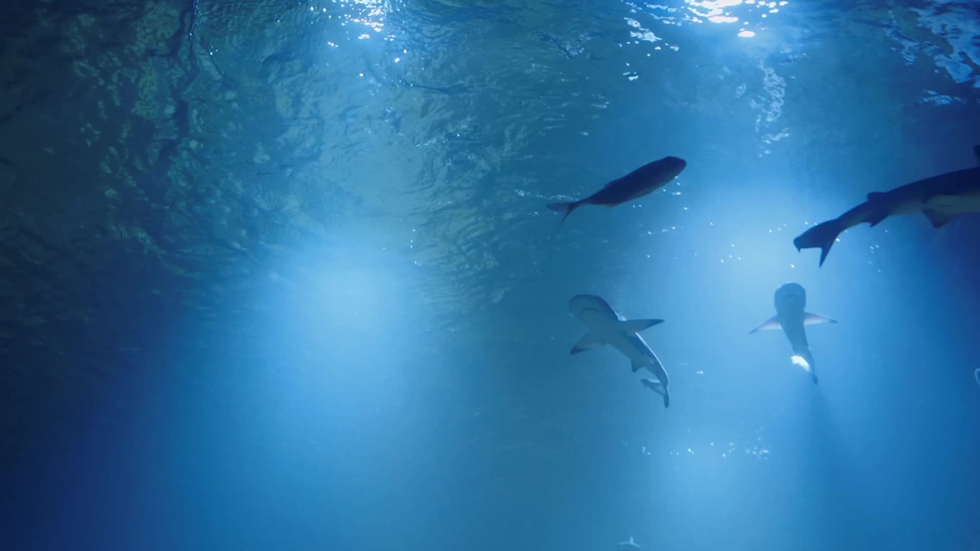 Cocaine Sharks? Yes, It&rsquo;s Happening