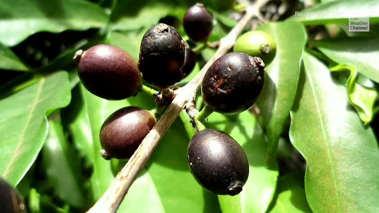 Coffee of the Future? Scientists May Have Found a Coffee Impervious to Climate Change
