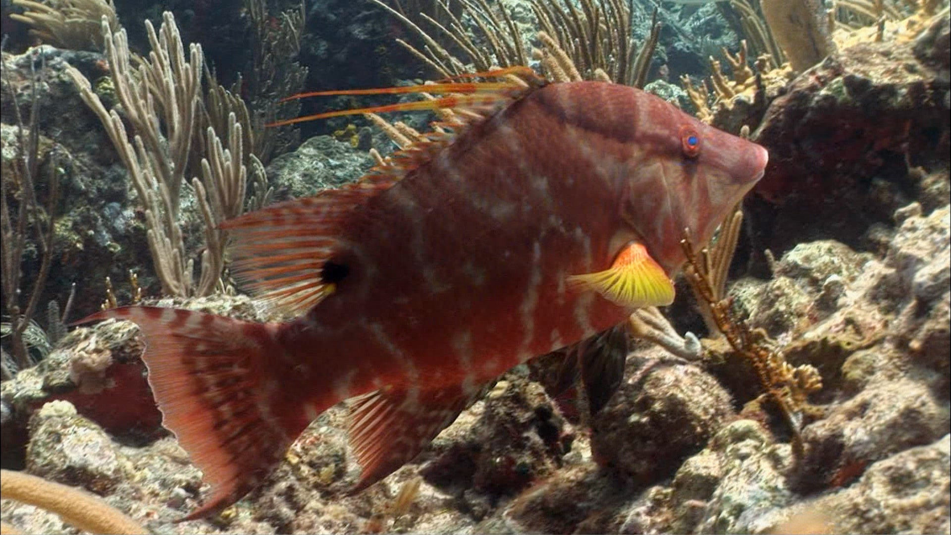 Color-Changing Fish Can &lsquo;See&rsquo; With Skin