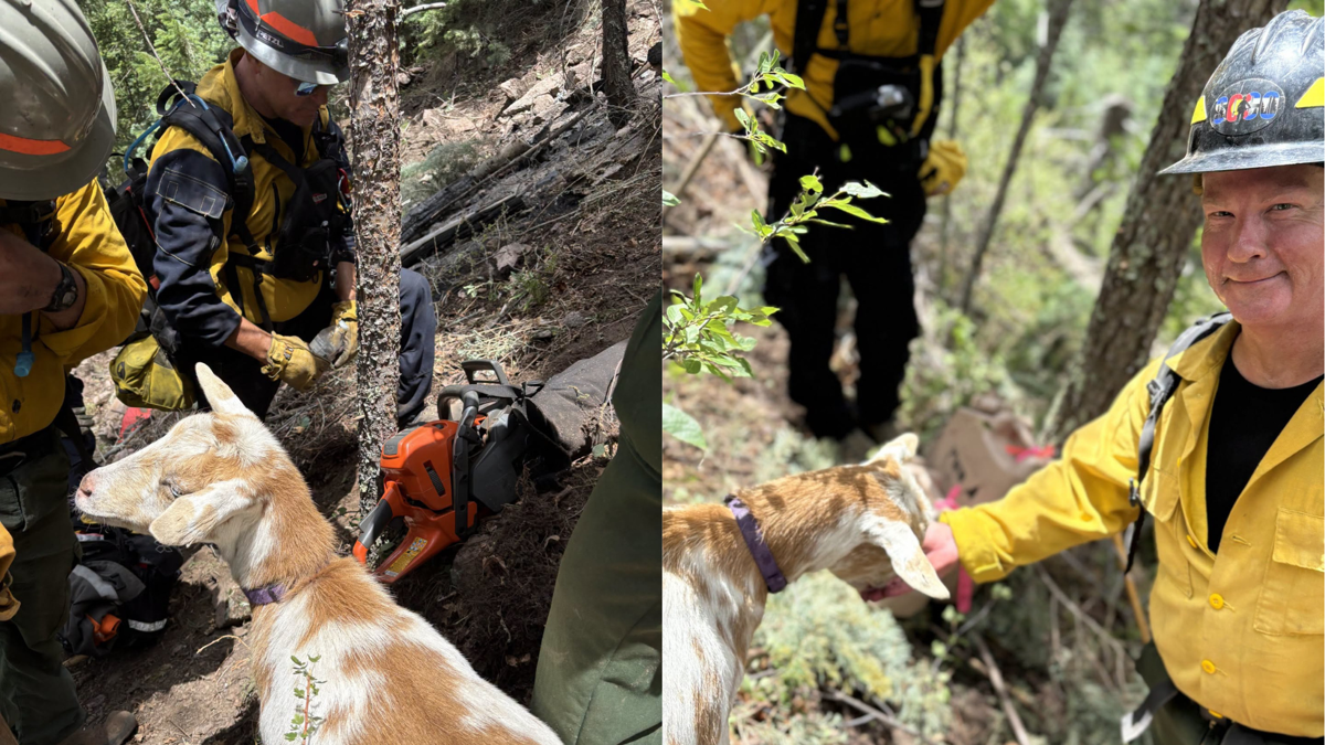 Colorado fire crew escorted by unexpected new team member: a goat