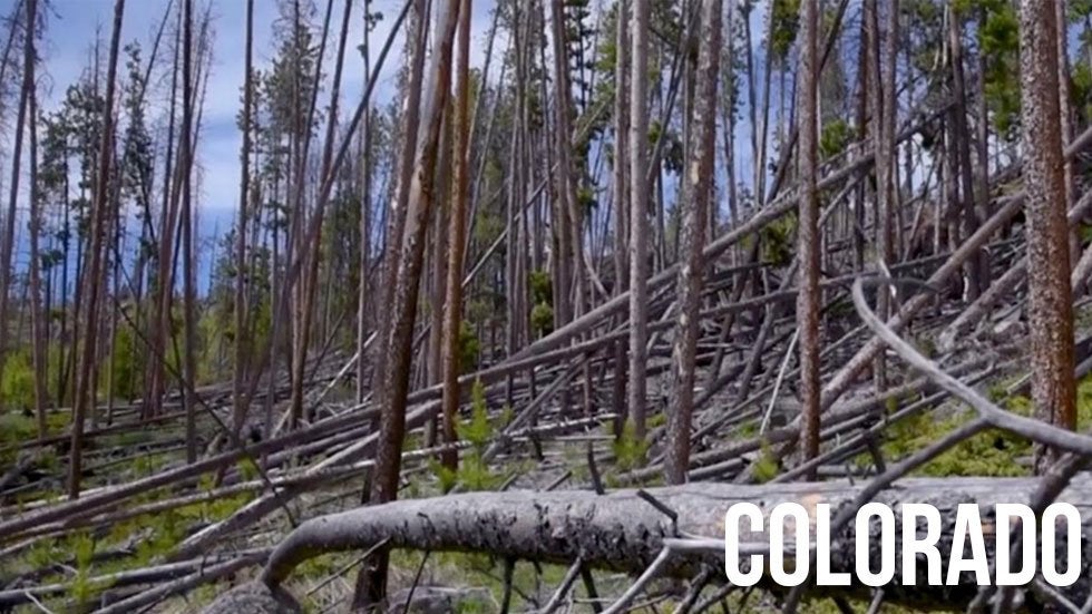 Colorado Ravaged by Pest