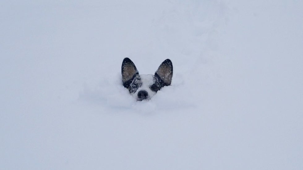 Colorado Snow Causes Corgi to Struggle