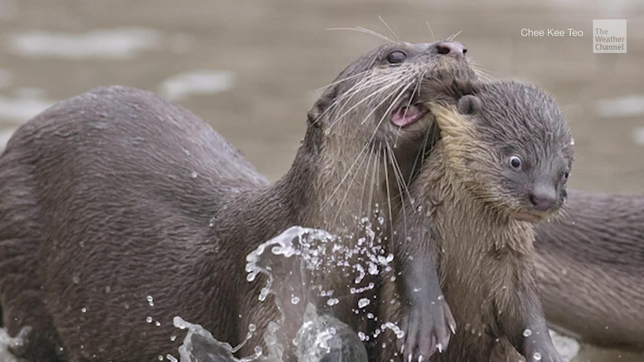 Comedy Wildlife Photography Winners Are Here