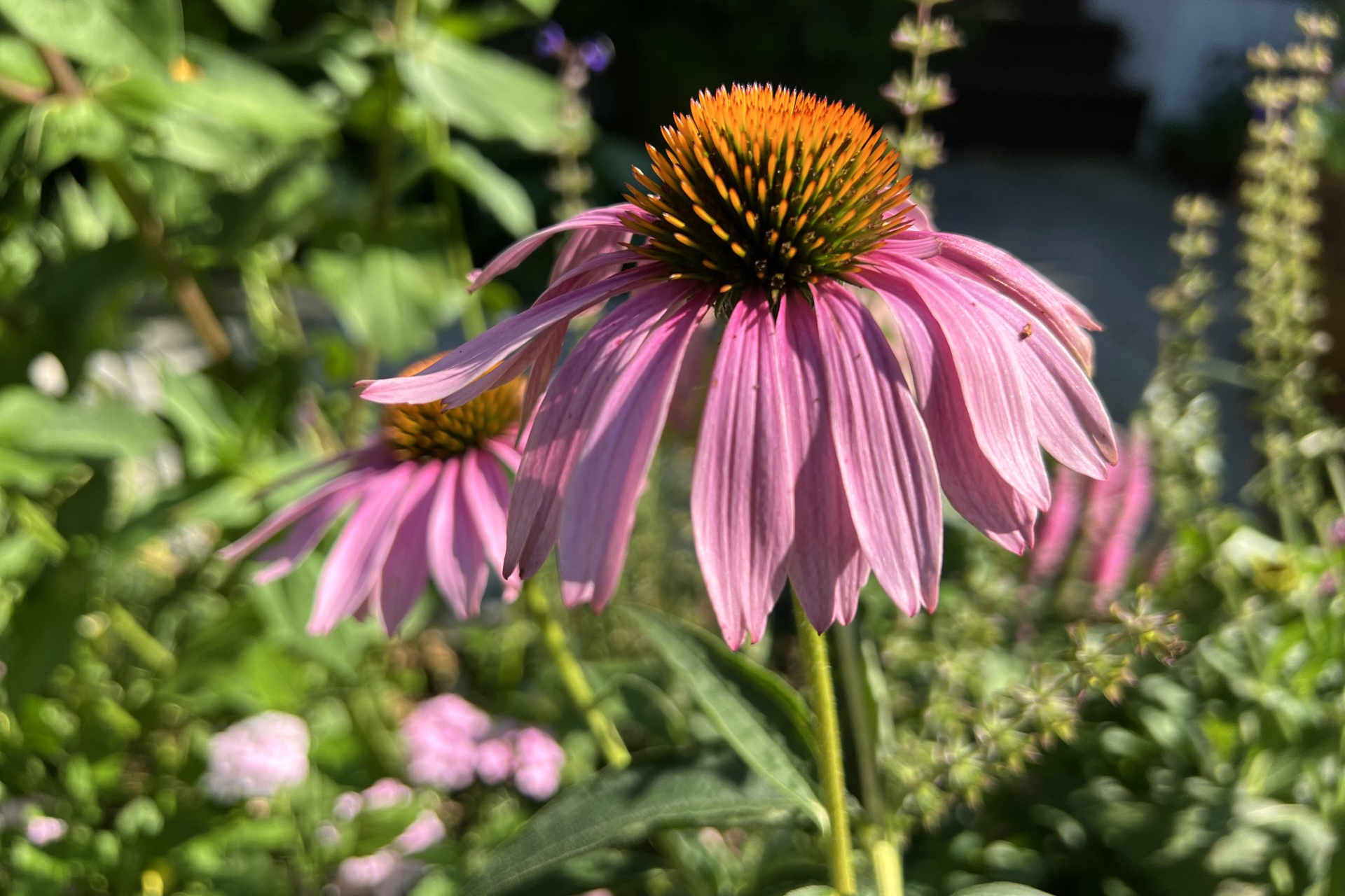 coneflower