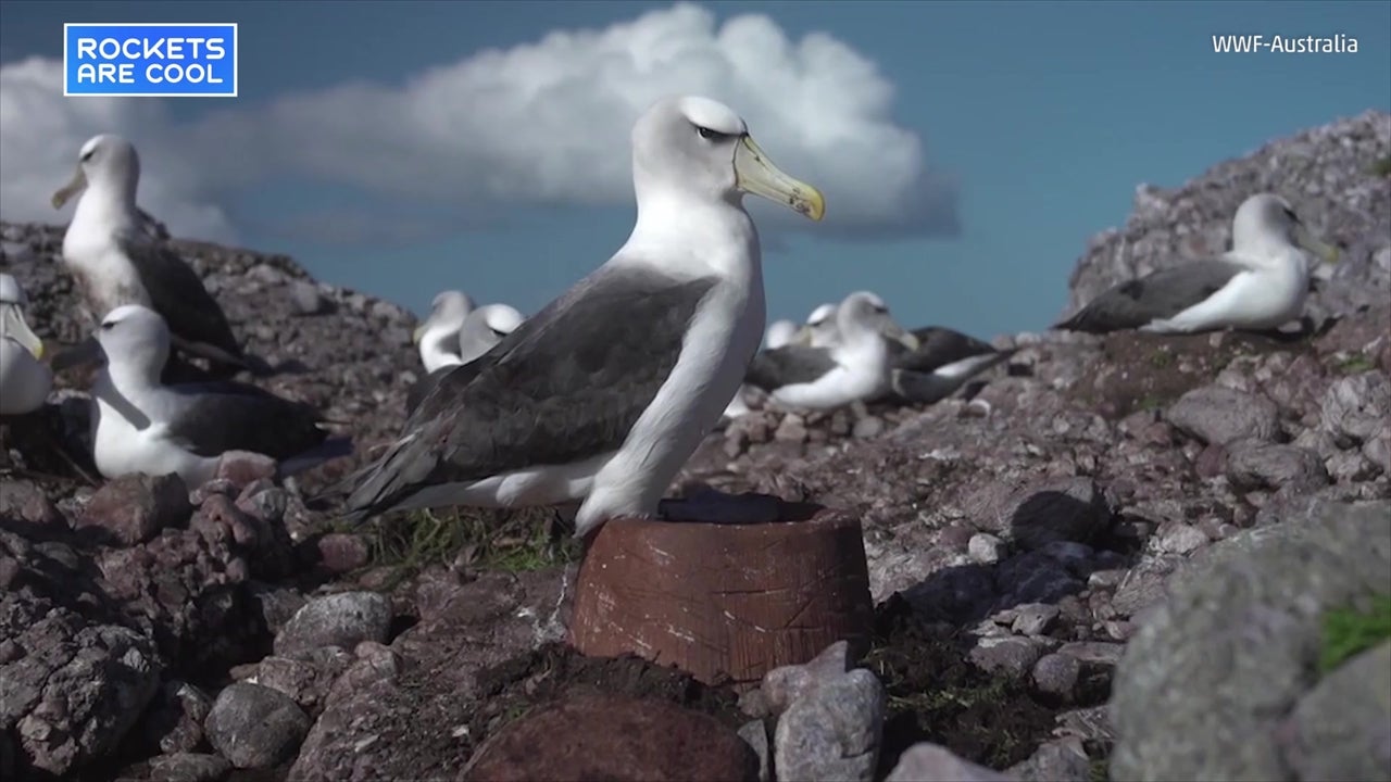 Conservationists Help Threatened Albatrosses Adapt to Climate Change