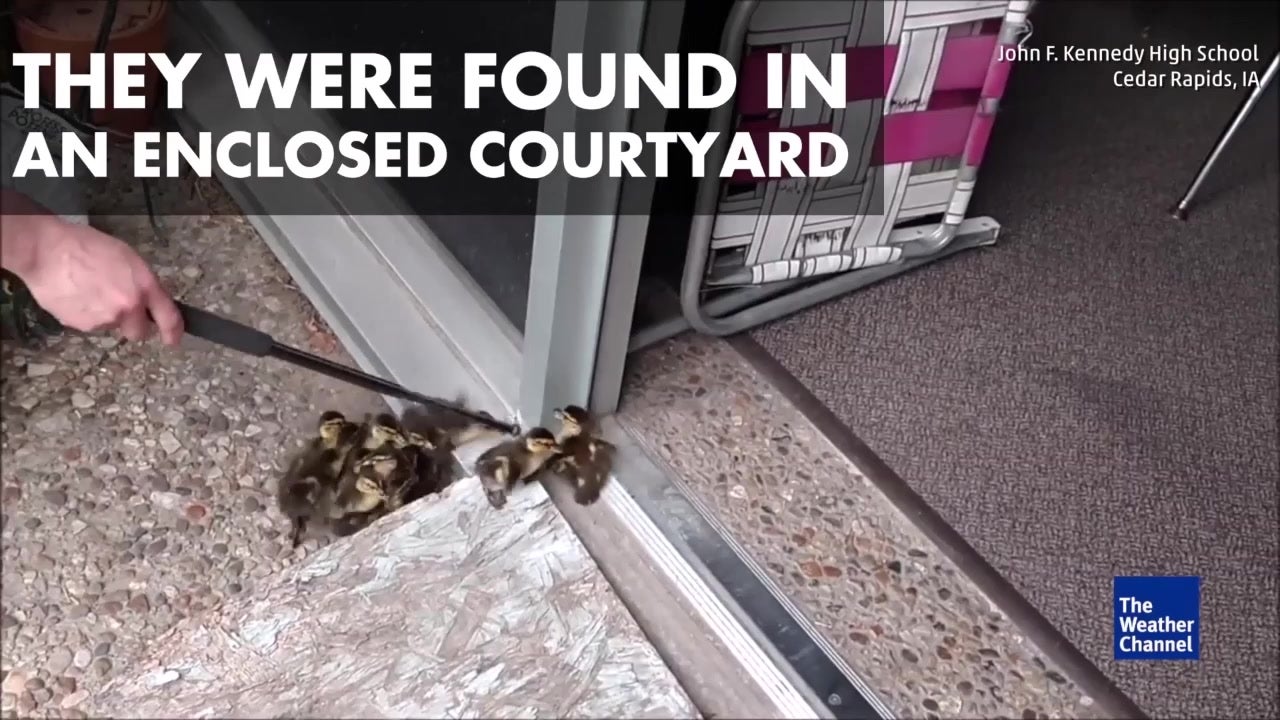 Cops Wrangle Ducks out of Iowa High School
