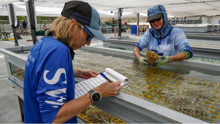 Researchers check corals after arrival at the Australian Institute of Marine Science's SeaSim facility.
