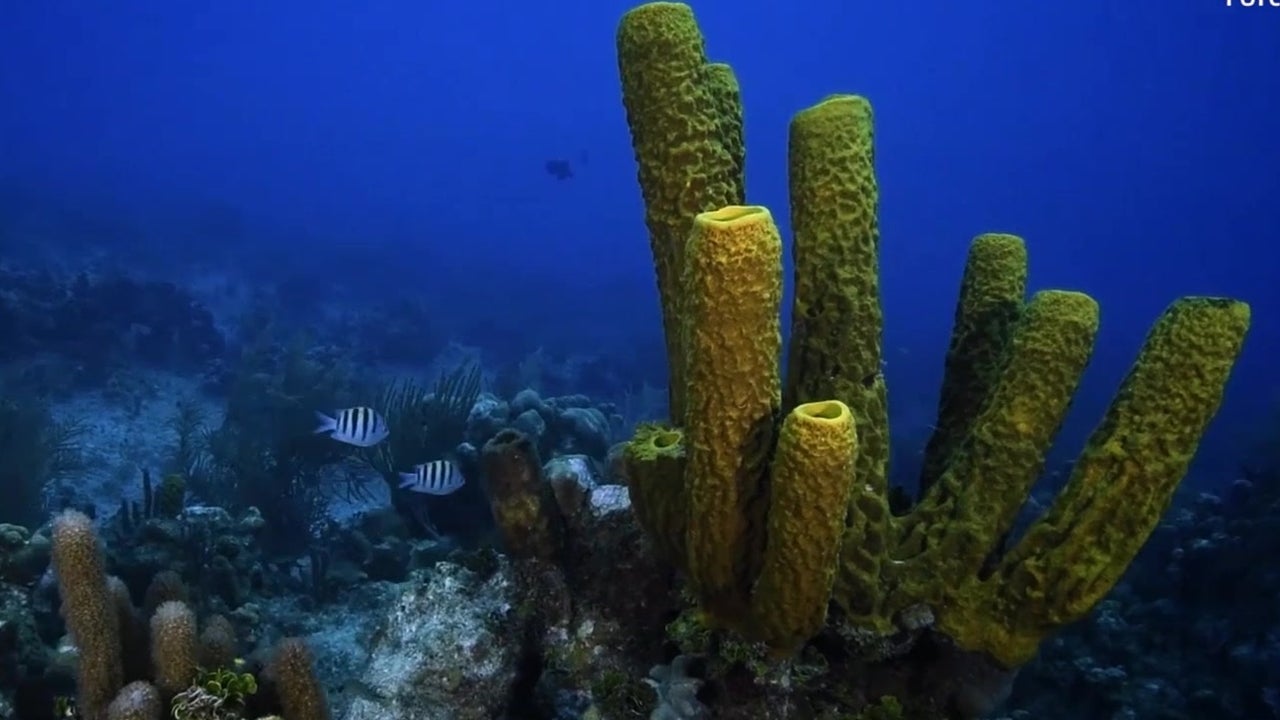 Coral Displaced During Hurricanes Restored