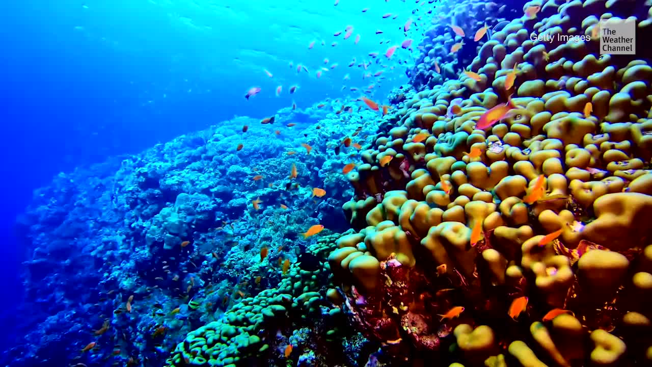 Coral Reefs May Disappear from Earth Entirely by 2100