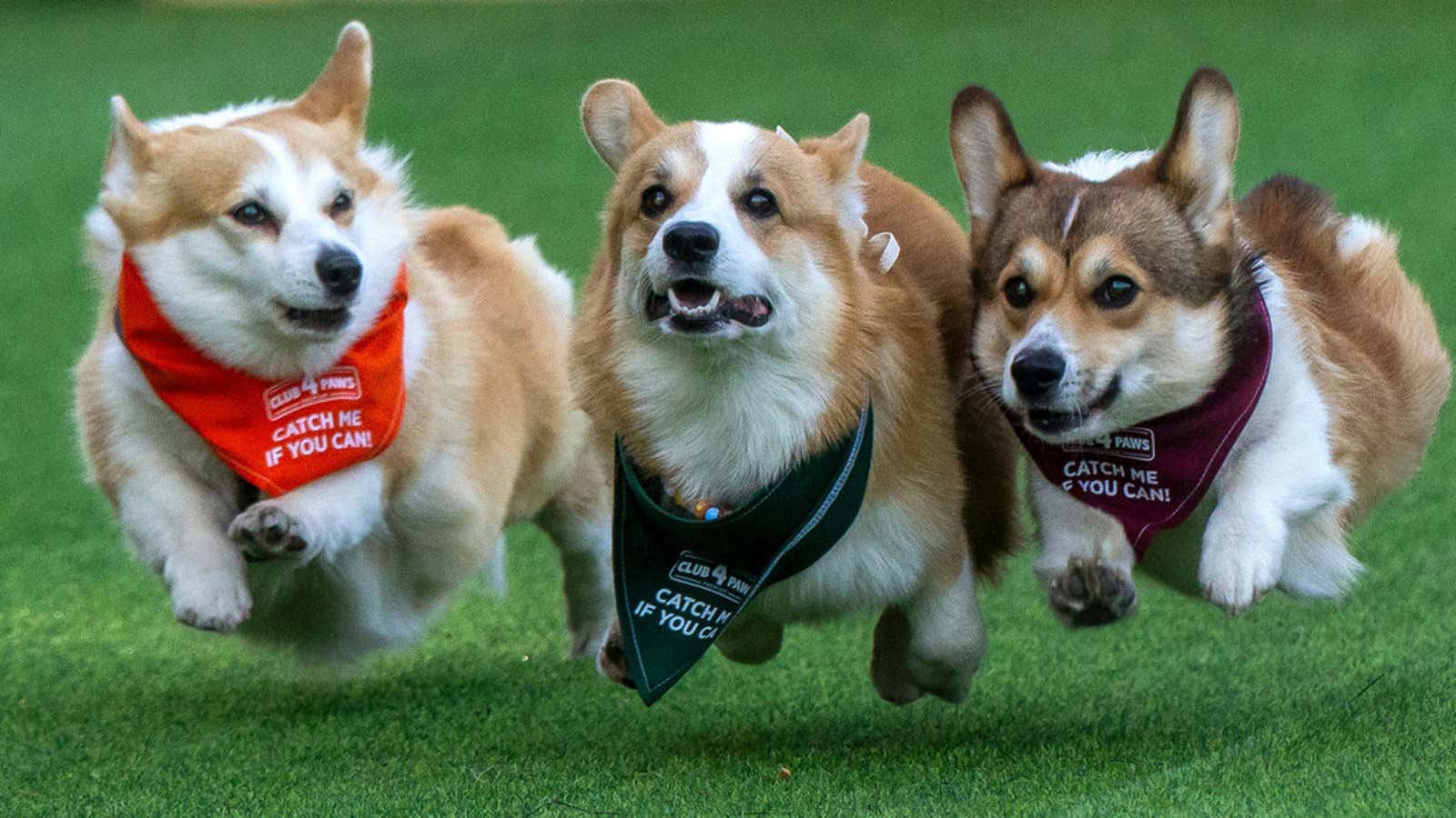 Corgis run, bark and sniff their way to glory at a growing international race