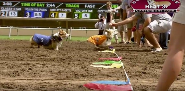 Corgis Compete at Canterbury Park in Minnesota