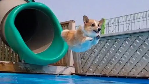 Corgis Pool Party