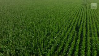 Corn Production Could Be Killing Thousands a Year
