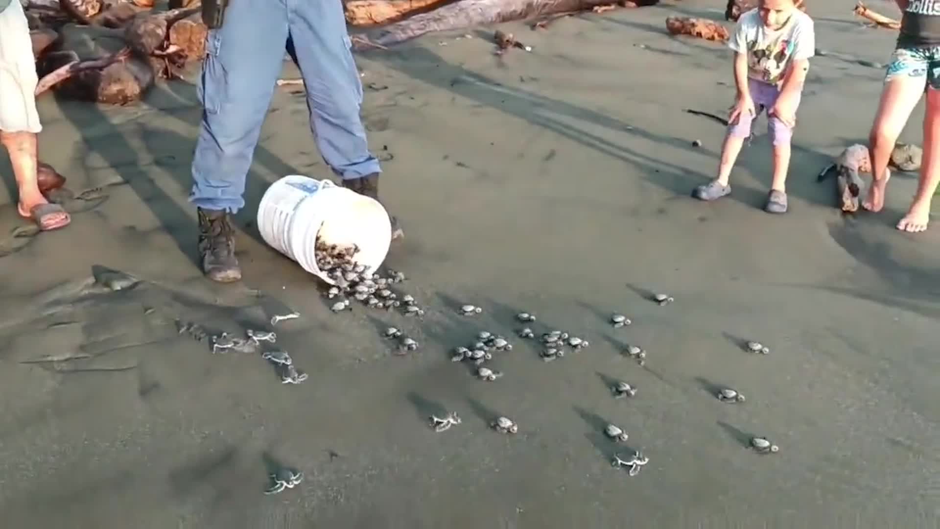 Costa Rica Coast Guard Rescues Hundreds Of Turtle Eggs