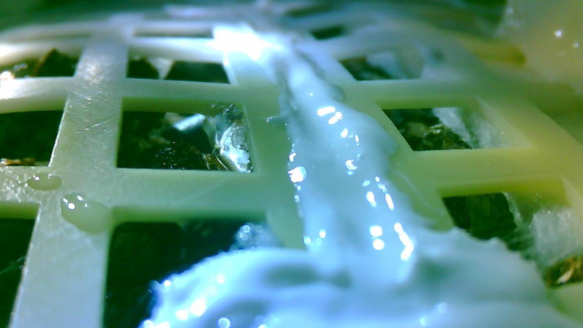 Cotton Seed Brought by Chang’e 4 Spacecraft Sprout on Far Side of Moon