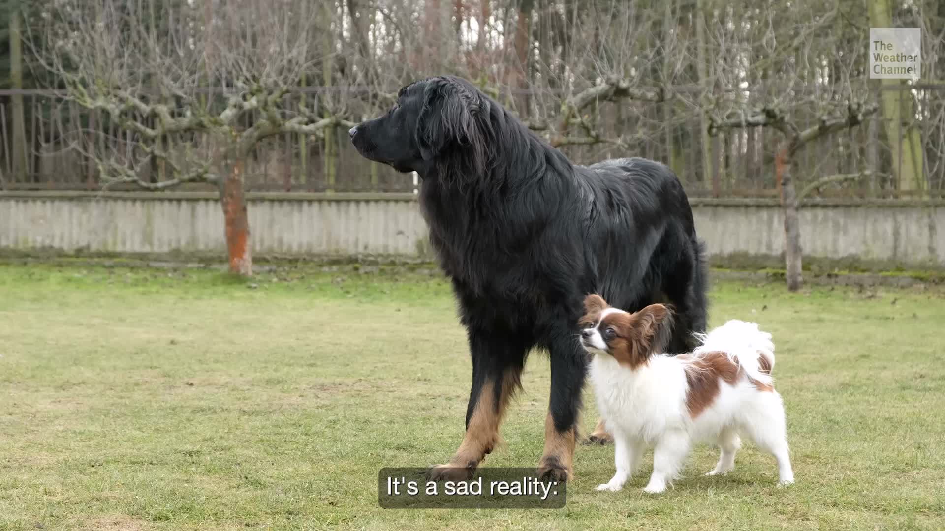 Could A Drug To Extend Large Dogs&rsquo; Lives Be On The Way?