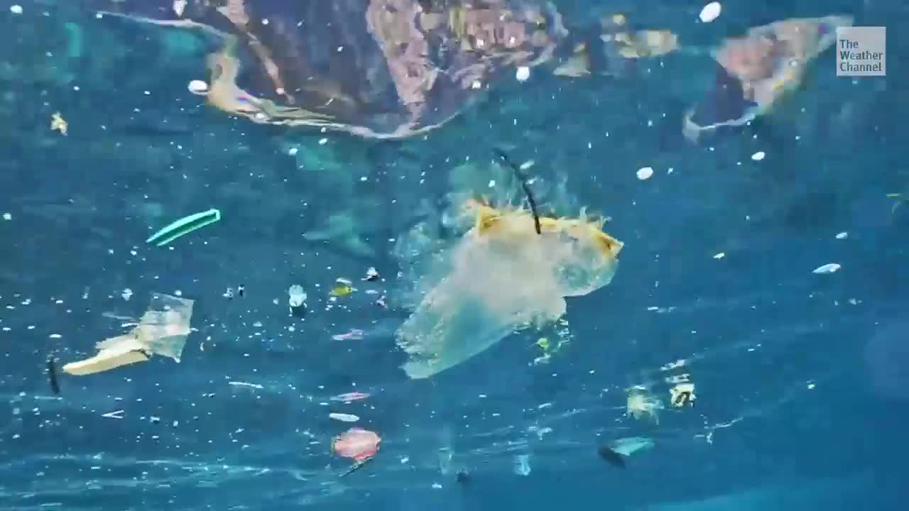Could Bacteria Help Microplastics Problem?