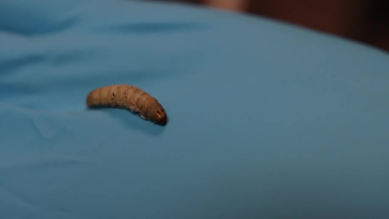 Could Plastic-Eating Caterpillars Help Us Fight Pollution?