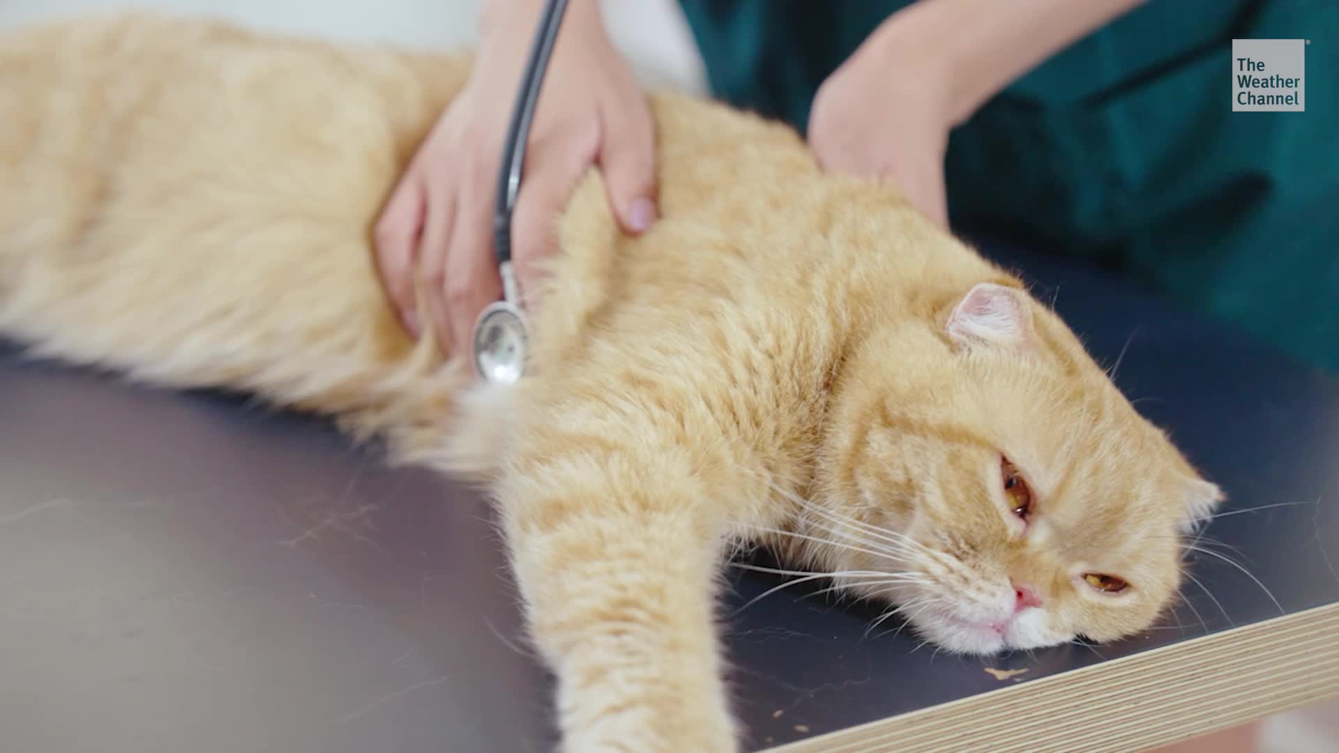 Could Your Outdoor Cat Get Bird Flu? How About You?