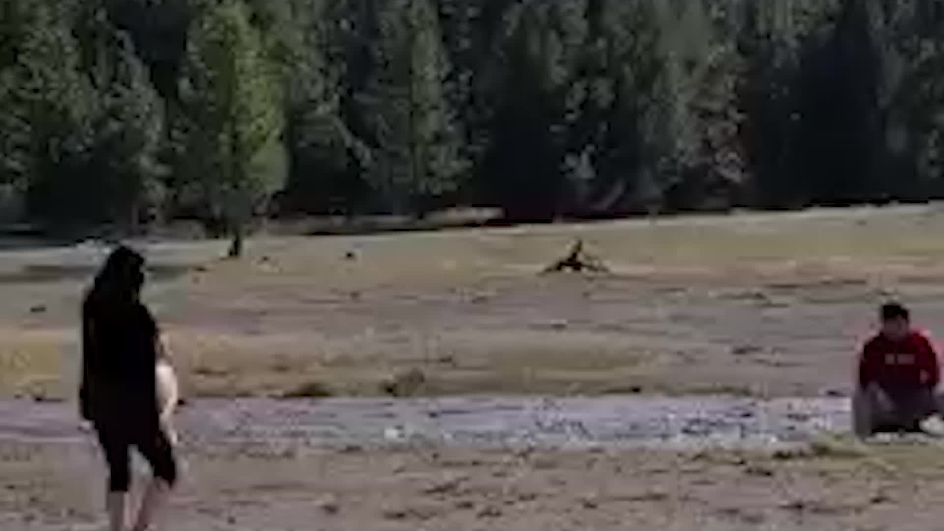Couple Caught Rinsing Dogs at Yellowstone