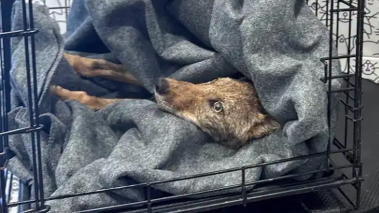coyote rescue